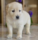 super roztomil� zlat� retr�vr �t��ata mu�sk�ho a �ensk�ho pohlav�