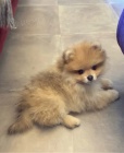 Pomeranian d�ti s o�kovac�mi kartami