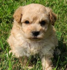 mu�i a �eny o�kovali pudl� and�ly