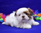 And�lsk� �t���tka Shih Tzu jsou p�ipravena j�t.