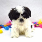 And�lsk� �t���tka Shih Tzu jsou p�ipravena j�t.
