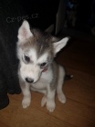 Zdrav� a MODR� O�I sibi�sk� husky �t��ata