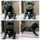 �t��ata Cane corso