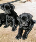 �t��ata Cane corso