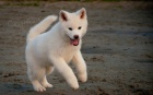 B�l� �t��ata Akita Inu na V�noce