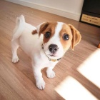 �t��ata Jack Russell teri�ra