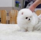 Pomeranian Toy �t��ata