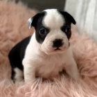 �t��ata bostonsk�ch teri�r� jsou k dispozici