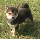 Kr�sn� a zdrav� �t��ata Shiba Inu