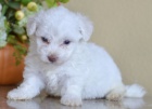 Kr�sn� bichonov� frize �t��ata na prodej