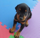 �t��ata dobermana