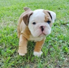 Zdrav� �t��ata anglick�ho buldoka