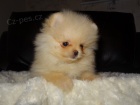 Pomeranian o�kovan� �t��ata