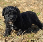 Mini �t���tka pudl-pudl