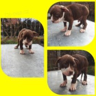 Pitbull �t��ata