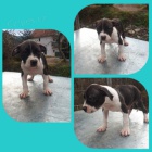 Pitbull �t��ata