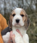Beagle �t��ata p�ipravena
