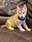Sibi�sk� husky �t��ata