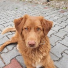 NAB�DKA KRYT� - Nova Scotia Duck Tolling Retr�vr