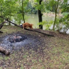 NAB�DKA KRYT� - Nova Scotia Duck Tolling Retr�vr