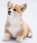 �t��ata Pembroke Welsh Corgi