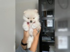 Pomeranian medv�dek �t�n�