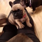 3 kr�sn� �istokrevn� �t��ata francouzsk�ho buldo�ka na prodej.