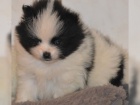 Pomeranian/�pic �t��ata