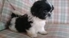 Fantastick� �t��ata shih tzu