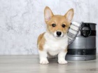 �t��ata Pembroke Welsh Corgi