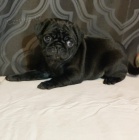 �ern� z���c� �t��ata hedv�bn�ho mopsl�ka