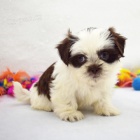 Shih Tzu samec a samice na v�no�n� d�rek