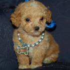 Zdrav� a o�kovan� �t���tka pudla na prodej