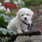 O�kovan� Bichonov� �t��ata �t��ata k adopci