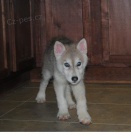 �eskoslovensk� Vl��k