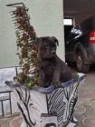 �t��ata Cane corso
