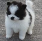 �pic chlapci a d�vky    