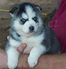 sibi�sk� husky �t��ata