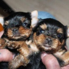 yorkshire �t��ata