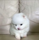 pudl� �t��ata