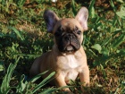 Francouzsk� buldo�ek �t��ata na prodej