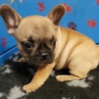 francouzsk� buldok �t��ata