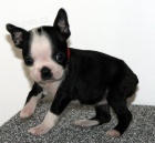 Dob�e vycvi�en� �t��ata bostonsk�ho teri�ra.