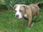 Pit Bull �t��ata
