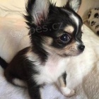 O�kovan� a dob�e vycvi�en� �t��ata �ivavy