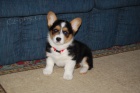 �t��ata Pembroke Welsh Corgi