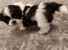 �t��ata shih tzu