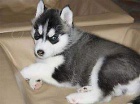 SIBI�SK� HUSKY