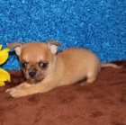 velkolep� miniaturn� �t���tka �ivavy pro odbaven�