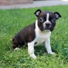 dvoubarevn� �t�n� boston teri�ra na prodej.